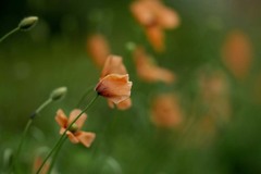 DSC01366 野原のポピー　