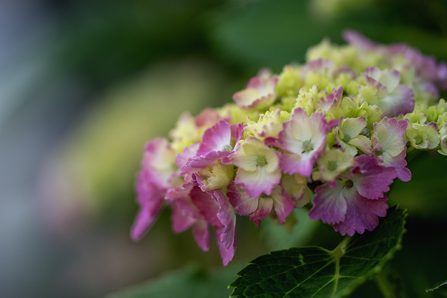 DSC07070 梅雨へのときめき