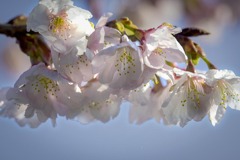 DSC07325.　早くも花盛り