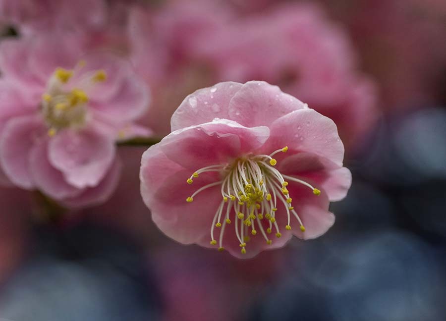 DSC00110 雨上がりの紅梅