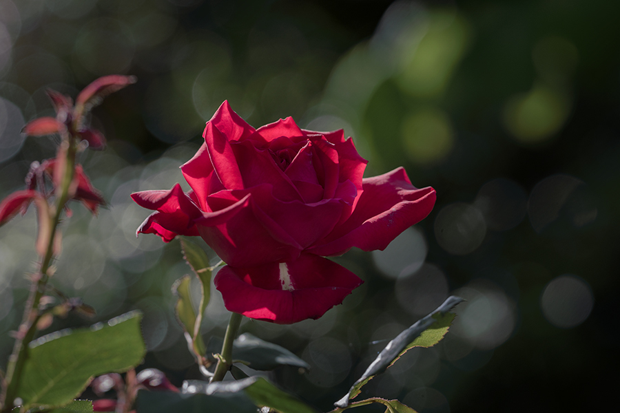 麗しの朱い薔薇