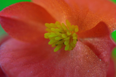 ベゴニアの素顔.