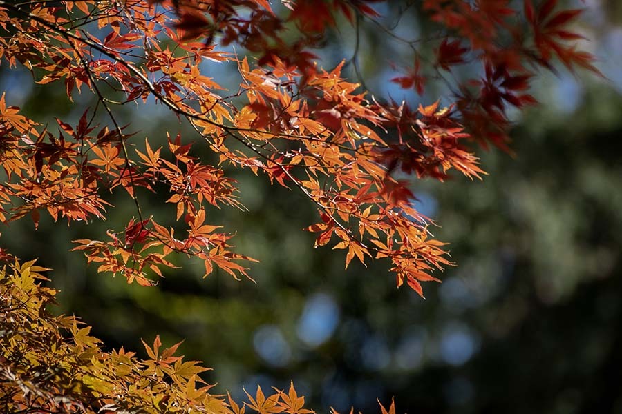 DSC06074. 短くも美しく燃え