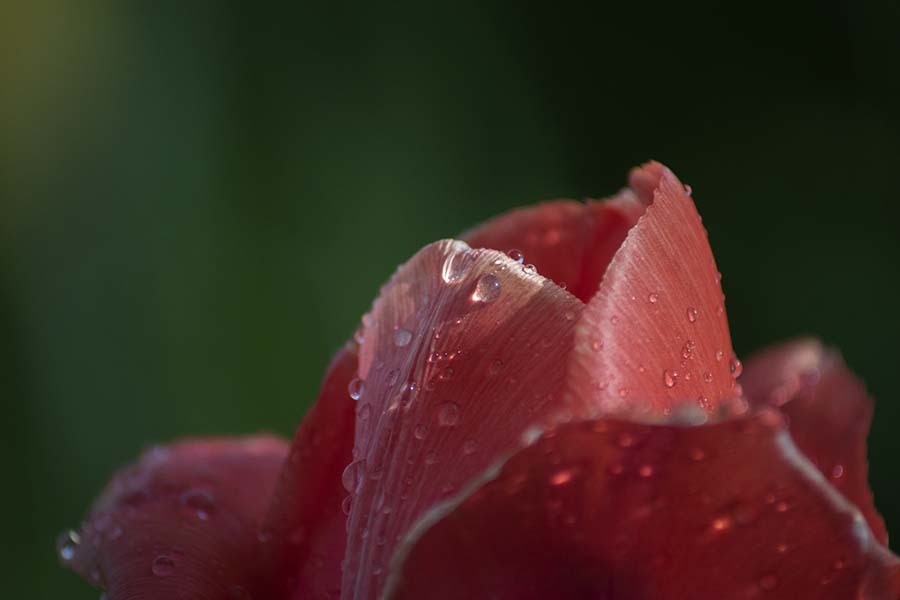 DSC01190 雨上がったね。