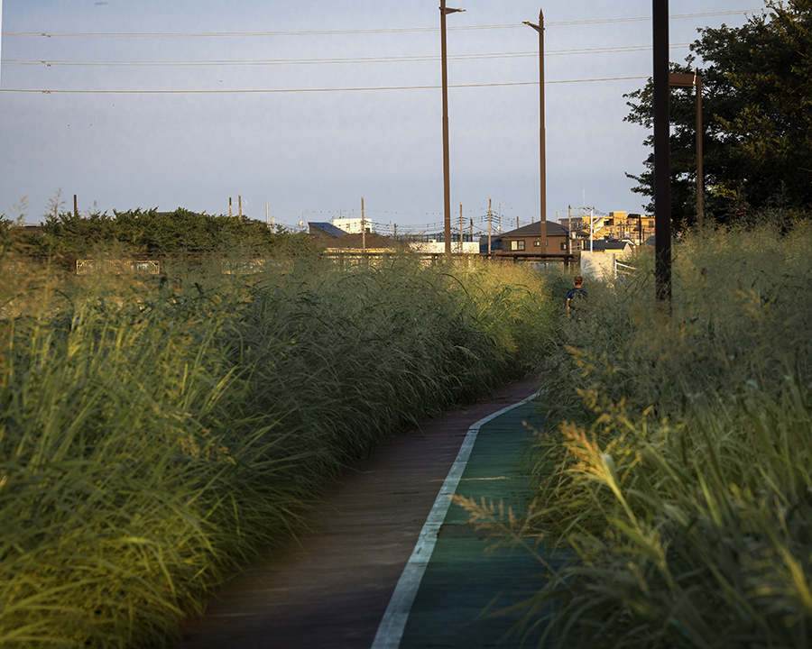 DSC04829. 夏の朝の散歩道