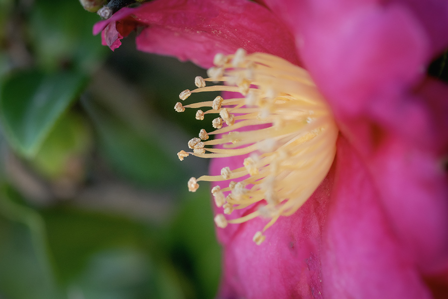 DSC09719.葉やぐ花の蕊