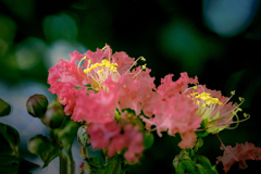 DSC07534.　青春時代