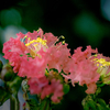 DSC07534.　青春時代