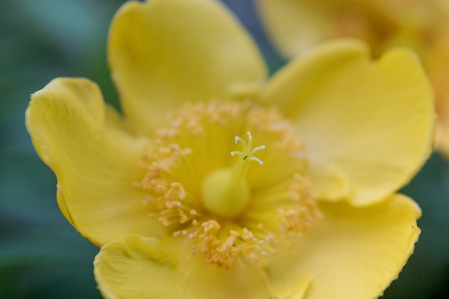 DSC08664. ヒベリカム