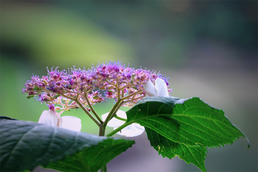 額紫陽花.