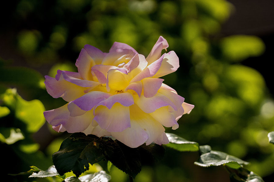 DSC01698 五月の薔薇-2