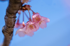 DSC08212. 枝垂れる
