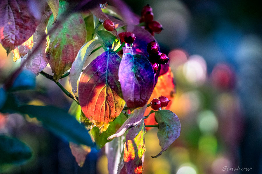 DSC03221-紅葉したハナミズキの葉