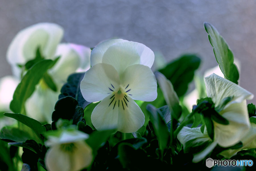 DSC06413-ビオラすみれ-5