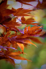 DSC04568-紅葉四番