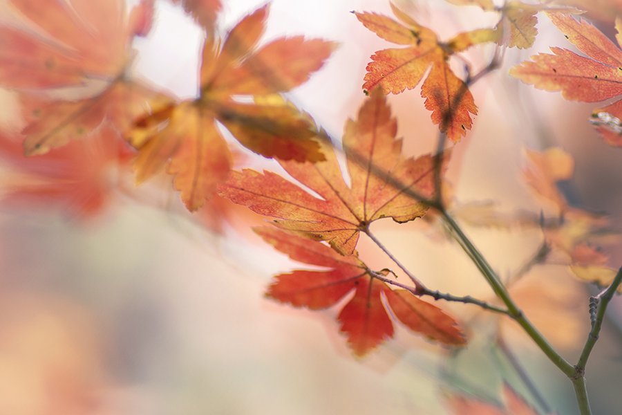 DSC05710 　薄日にかすむ