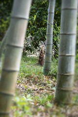 DSC06010. タケノコの生える頃