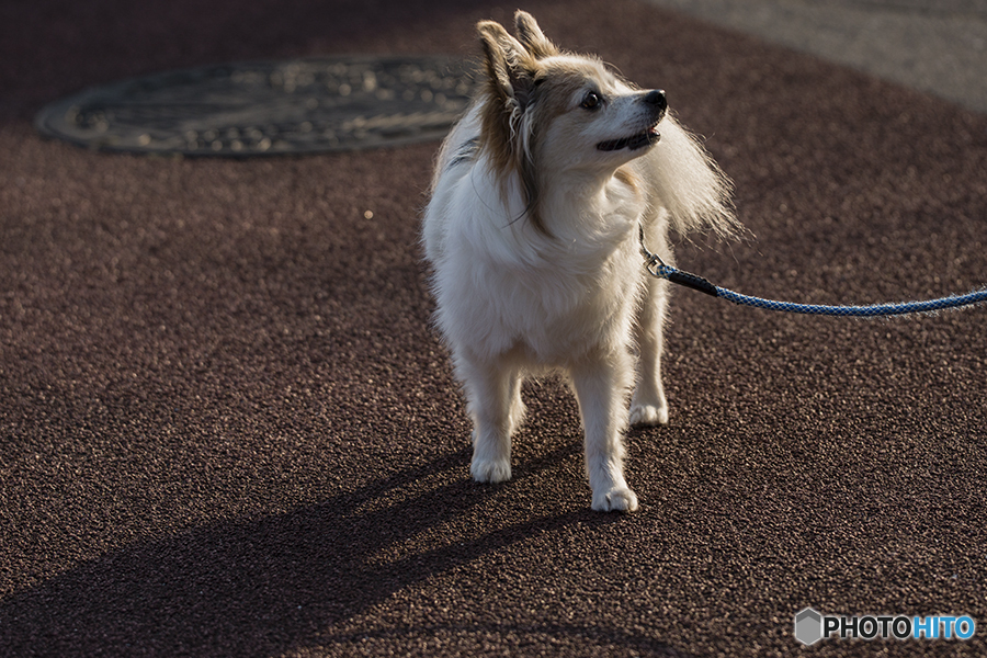 DSC05285散歩で出遇ったワンちゃん