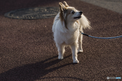 DSC05285散歩で出遇ったワンちゃん