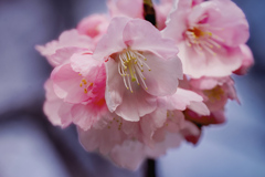 DSC00118. 早春の桜
