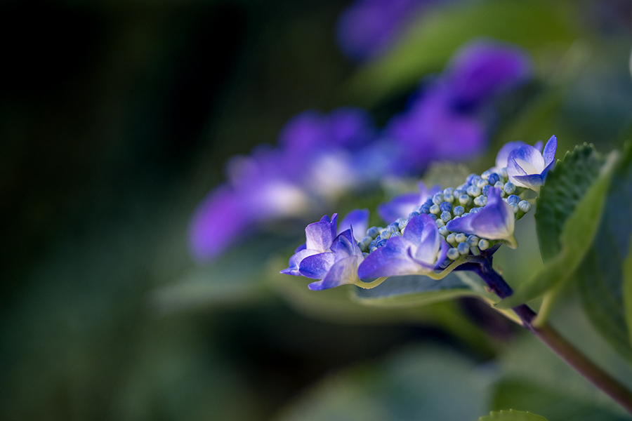 DSC07672  梅雨の華やか