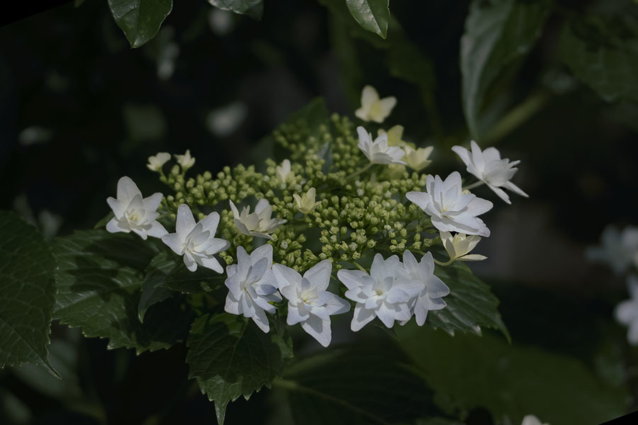 五月の紫陽花-9