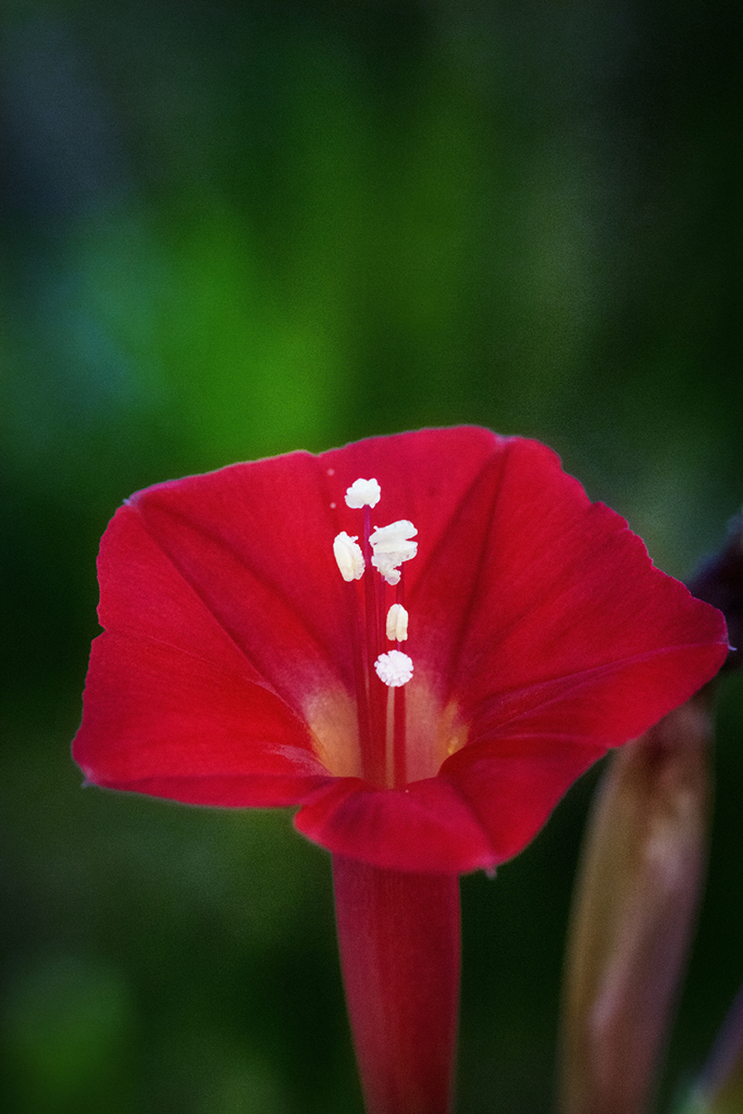 DSC04719. 留紅草