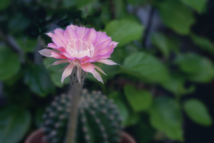DSC07737. A. サボテンの花.