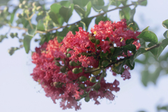 DSC02695 I recall you if summer comes. j