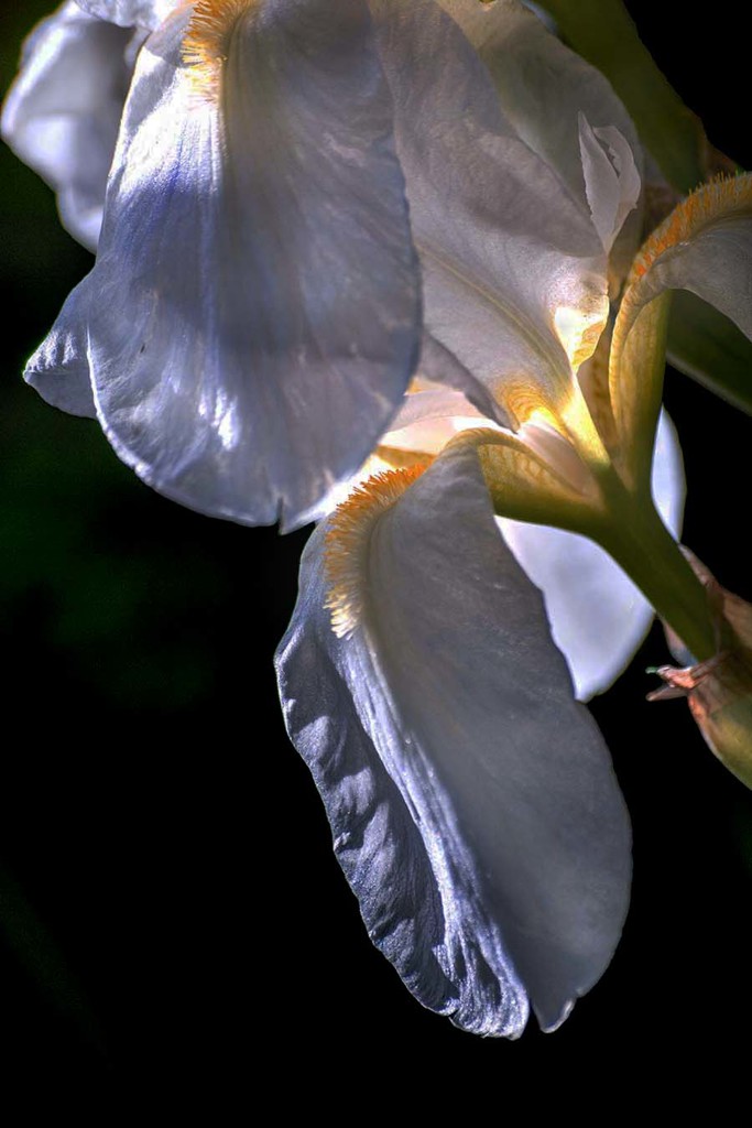 DSC01593 花菖蒲　