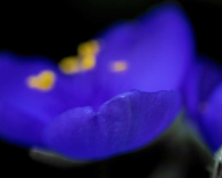 DSC02438紫の花びら