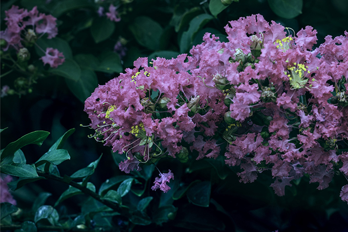 散策路-木陰の百日紅-7