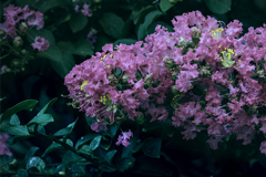 散策路-木陰の百日紅-7