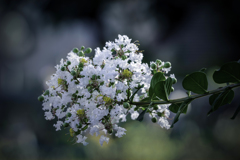 DSC01847 雪の球？