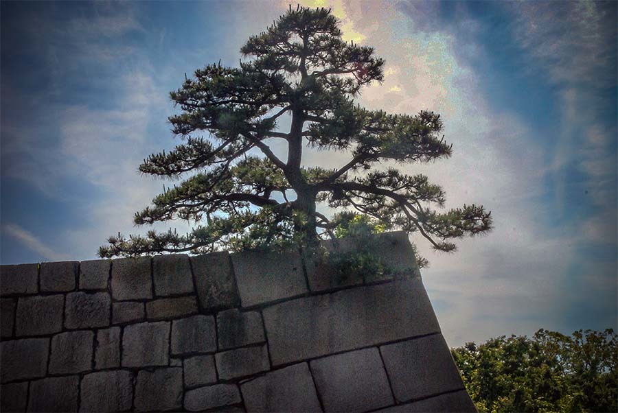 DSC06825-江戸城旧天守台