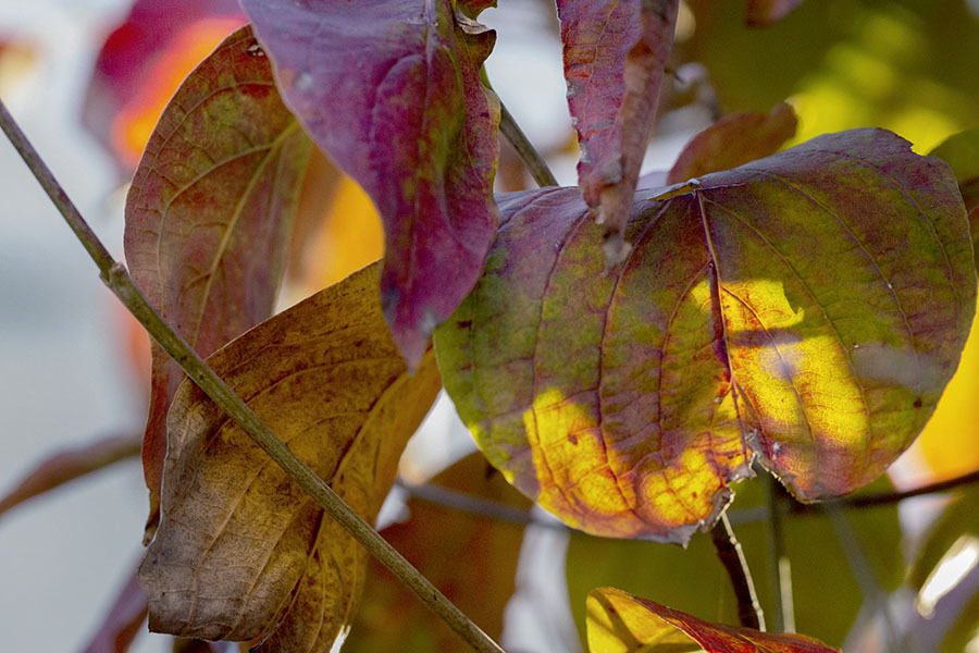 DSC00044. 木立に朝陽射す