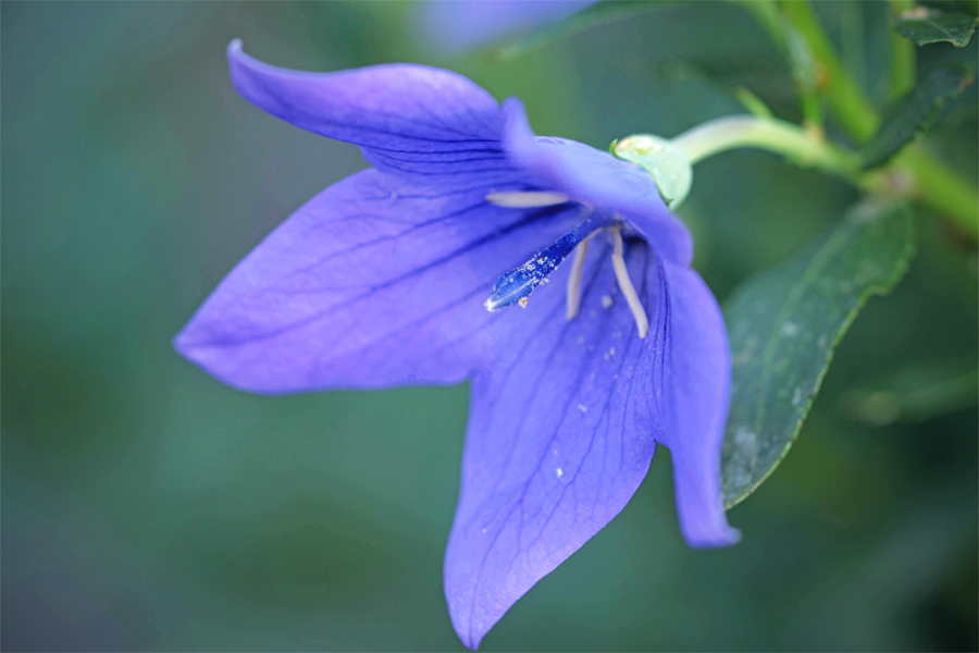今朝の爽やか桔梗