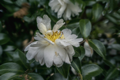 DSC08868. 白い花に癒される