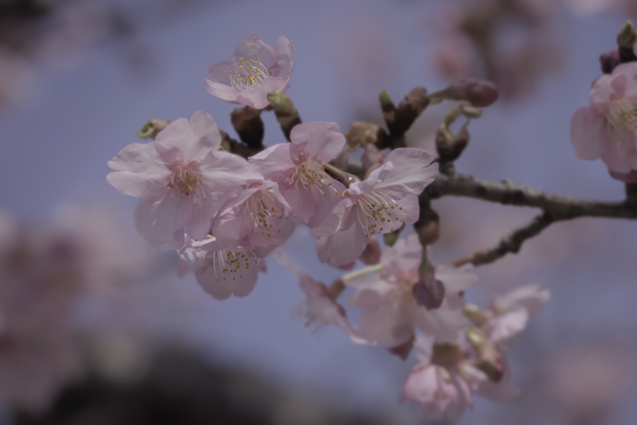 DSC03986 河津桜です-2