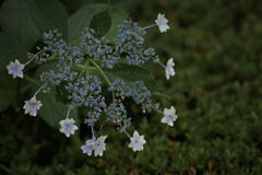 DSC03542 名残の紫陽花