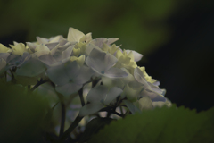 DSC05796 瑞々しく薫る