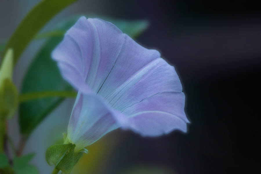DSC04827. 九月に成れば