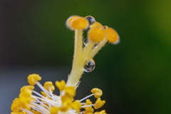 DSC07137. 珠玉のひと時