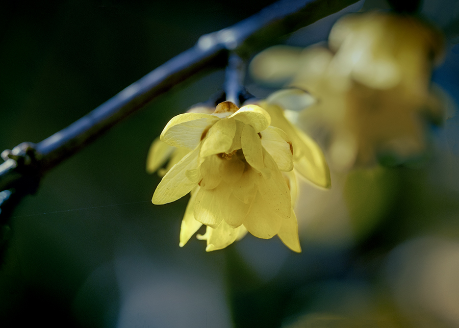 冬の華　DSC09910