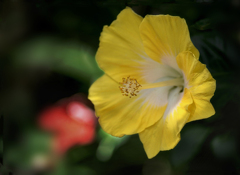 DSC07805. 夏を彩る