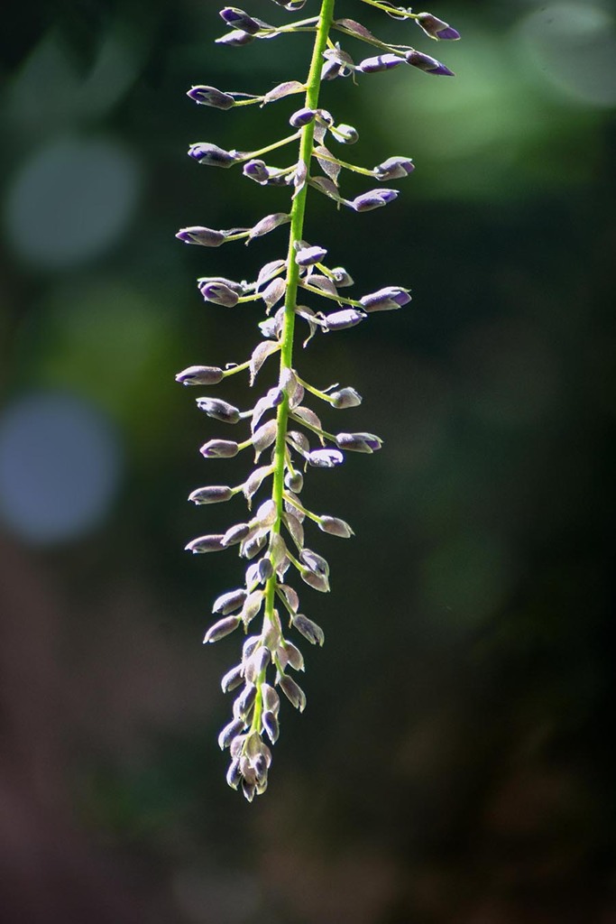 DSC00556. 枝垂れる.藤の花