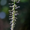 DSC00556. 枝垂れる.藤の花