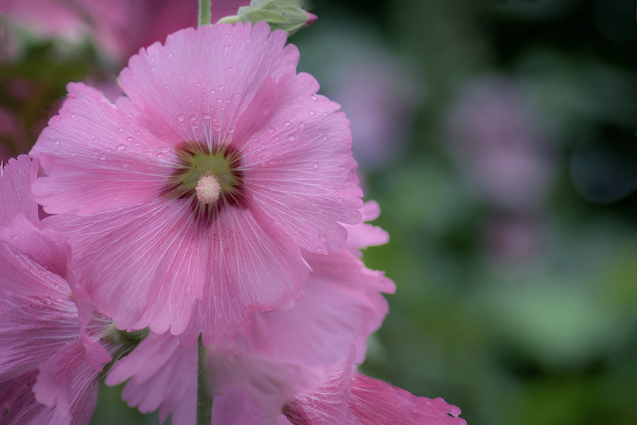 DSC08822. 六月の華　タチアオイ