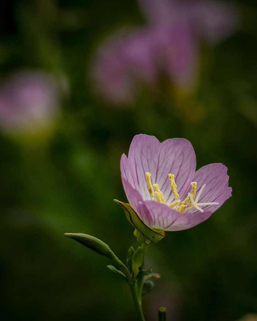 DSC09243.  夢のお花の月見草