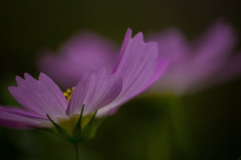 花線の妙